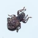 Otiorhynchus crataegi (Privet Weevil).jpg